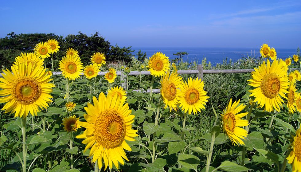 Picture with sunflowers-ひまわり Sunflowers, called himawari (ひまわり) in Japanese, usually