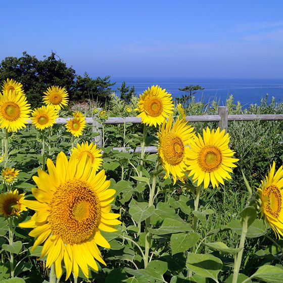 Ogawa Sunflower Field