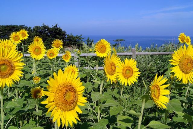 Ogawa Sunflower Field