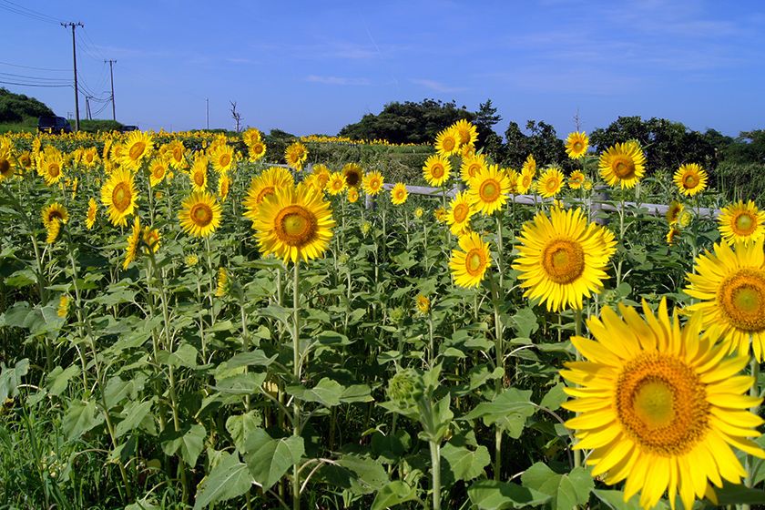 Ogawa Sunflower Field What To See Do Enjoy Niigata