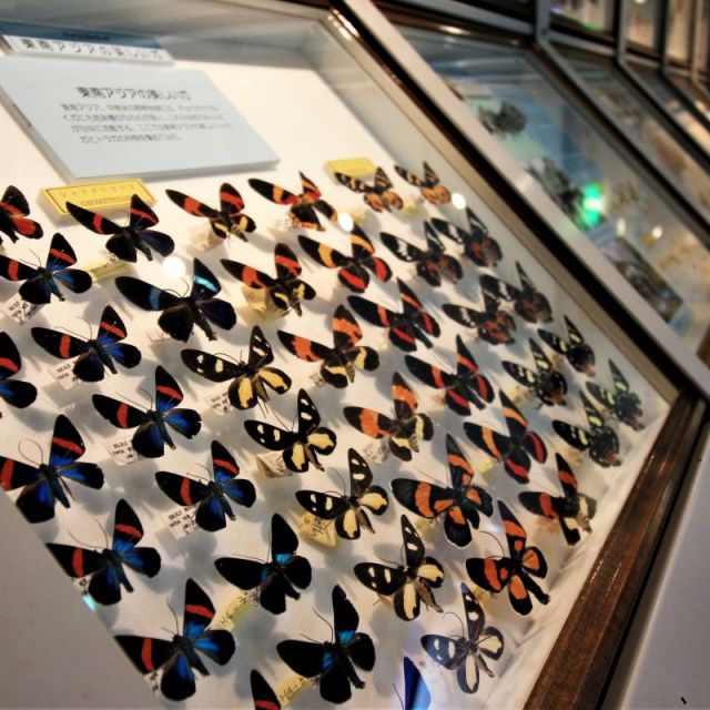 House of Insect, Tainai City
