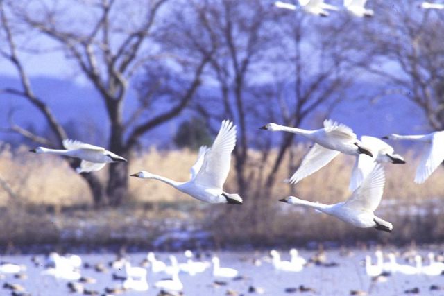 Lake Hyoko