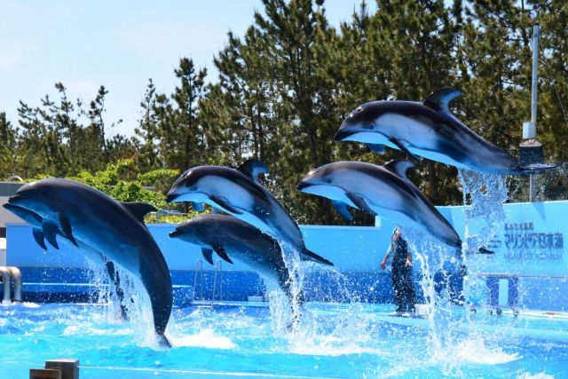 Marinepia Nihonkai - Niigata City Aquarium