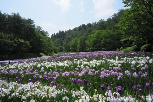 五十公野公園菖蒲園