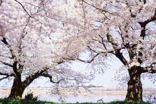 Toyanogata Lagoon