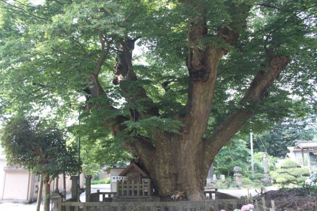 Yahiko no Takokeyaki
