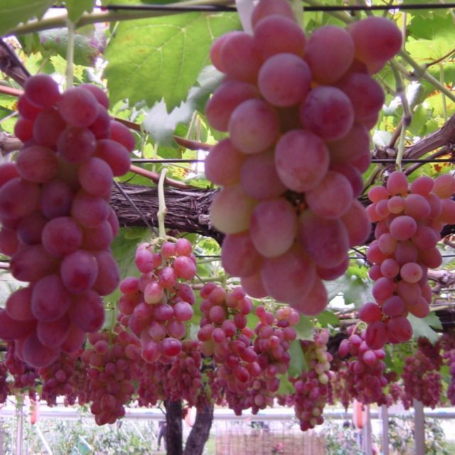Fruit Gardem Shirone Grapes Garden