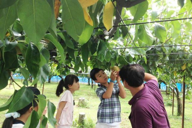 Shirone Daigo Nakamura Orchard