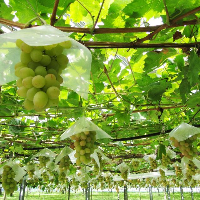 Ikeda Tourism Fruit Farm
