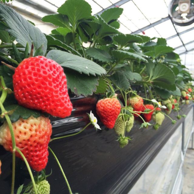 Ikeda Tourism Fruit Farm