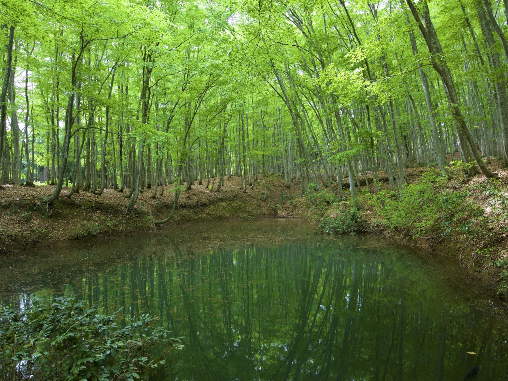 Bijinbayashi Forest