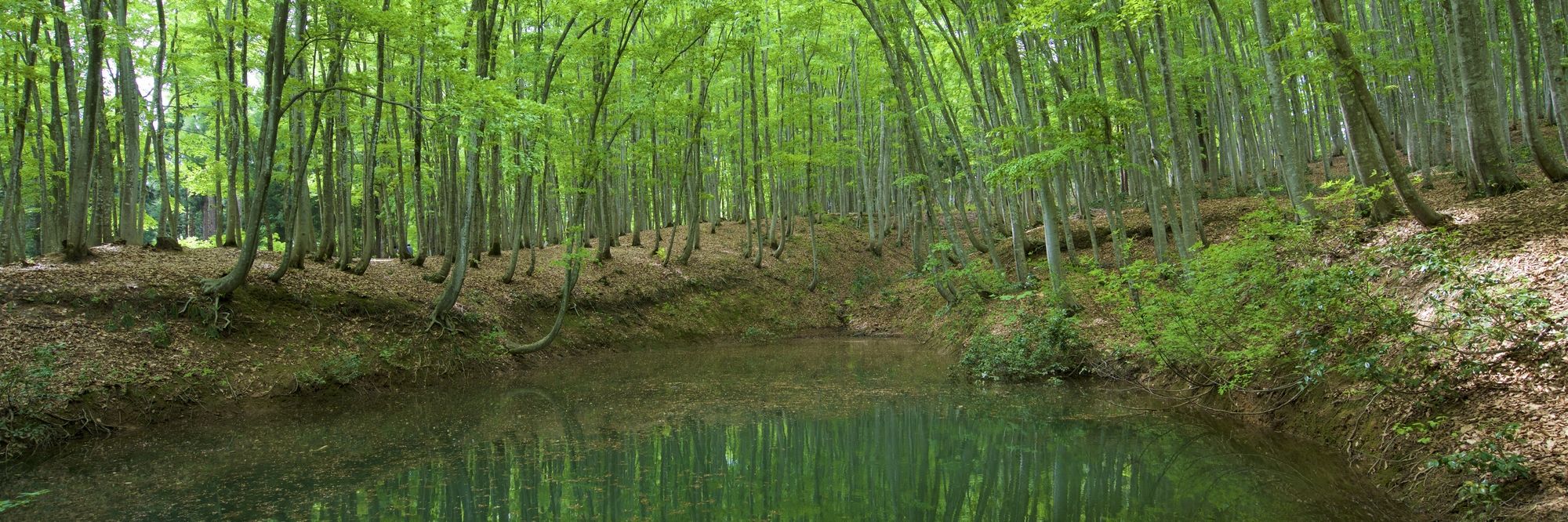 Bijinbayashi Forest