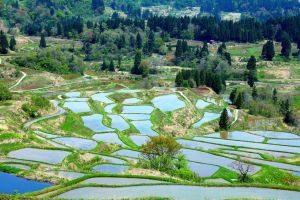 Hoshitouge Terraced Rice Field