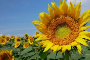 Tsunan Sunflower Field