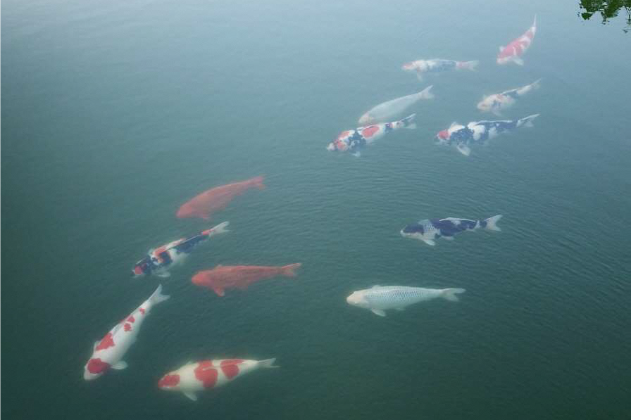 “THE CARP OF NIIGATA, NISHIKIGOI, HAS CAPTURED THE ATTENTION OF An OVERSEAS MILLIONAIRE. WHY?” 