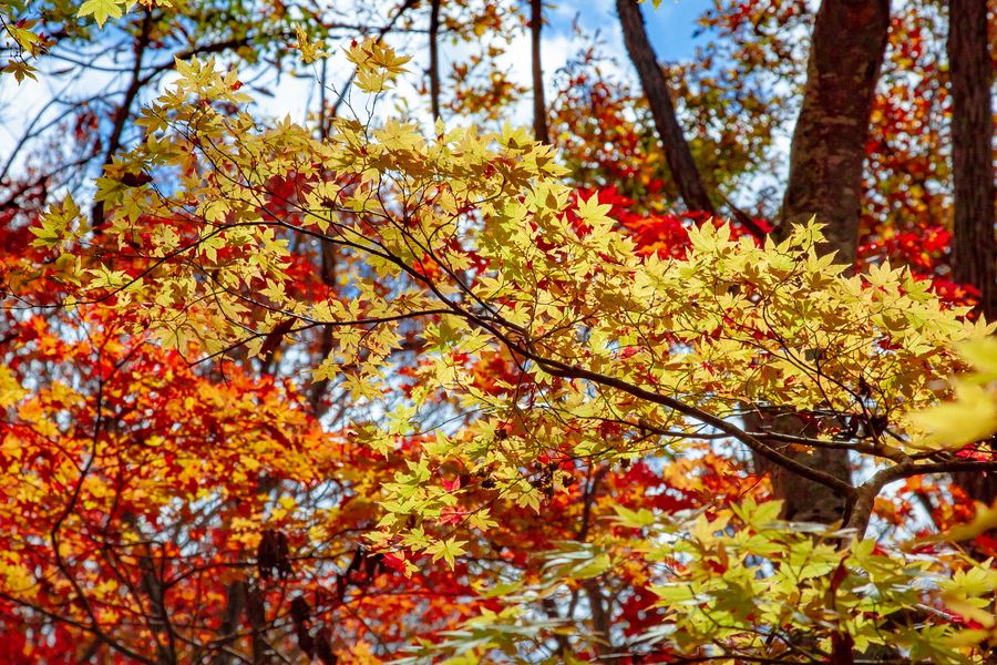 Mesmerising Myoko: The beauty of the four seasons(By Sai Shidhaye)