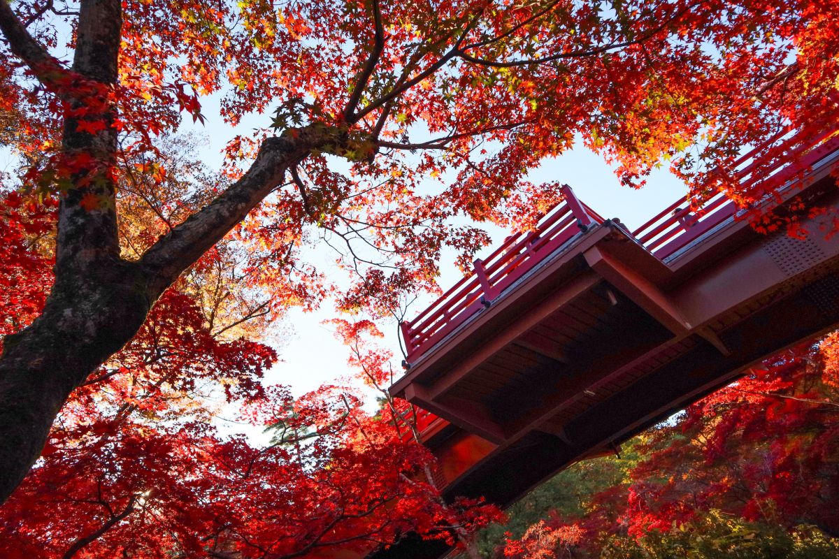 彌彥公園，紅寶石般閃閃發亮的深秋
