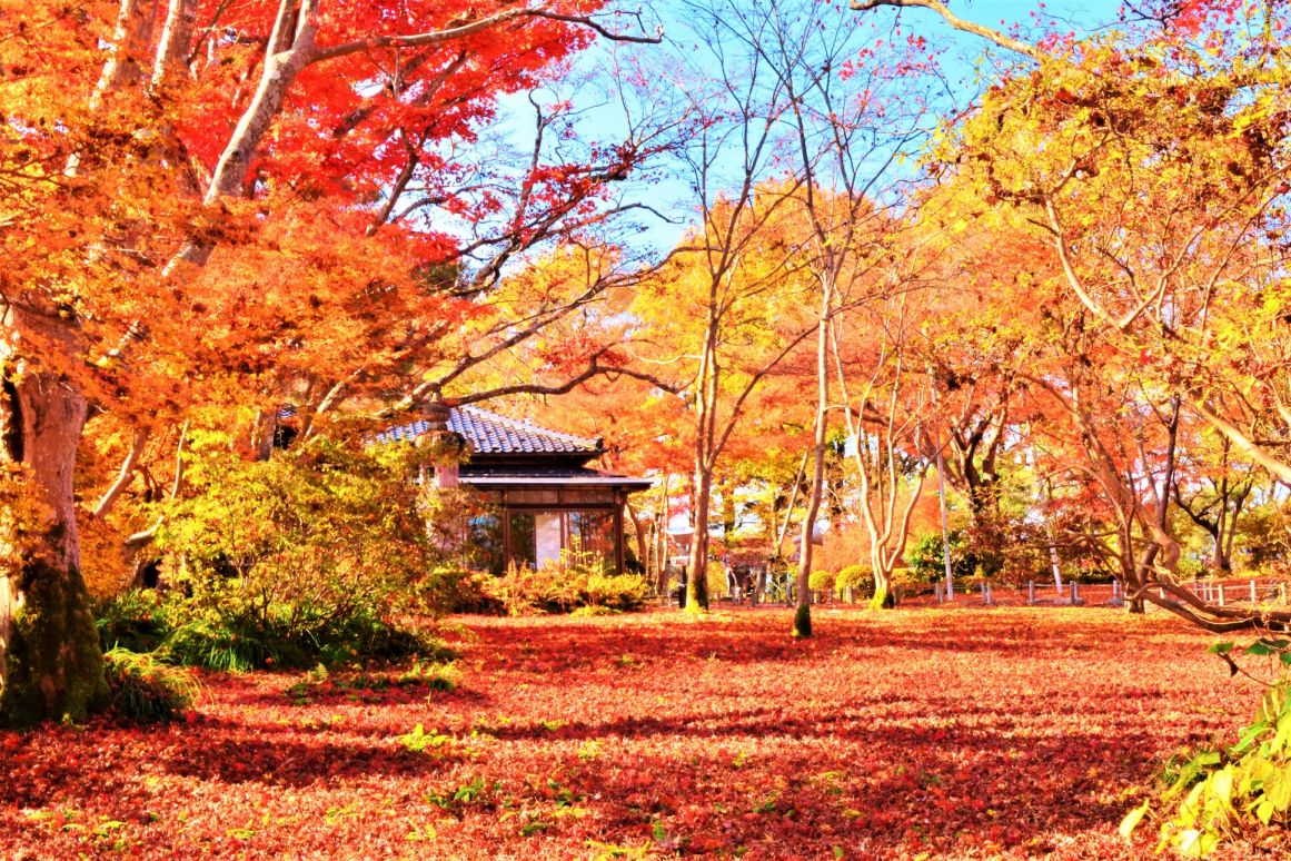 紅與黃的色彩漸層引人入勝，令人屏息的賞楓景點