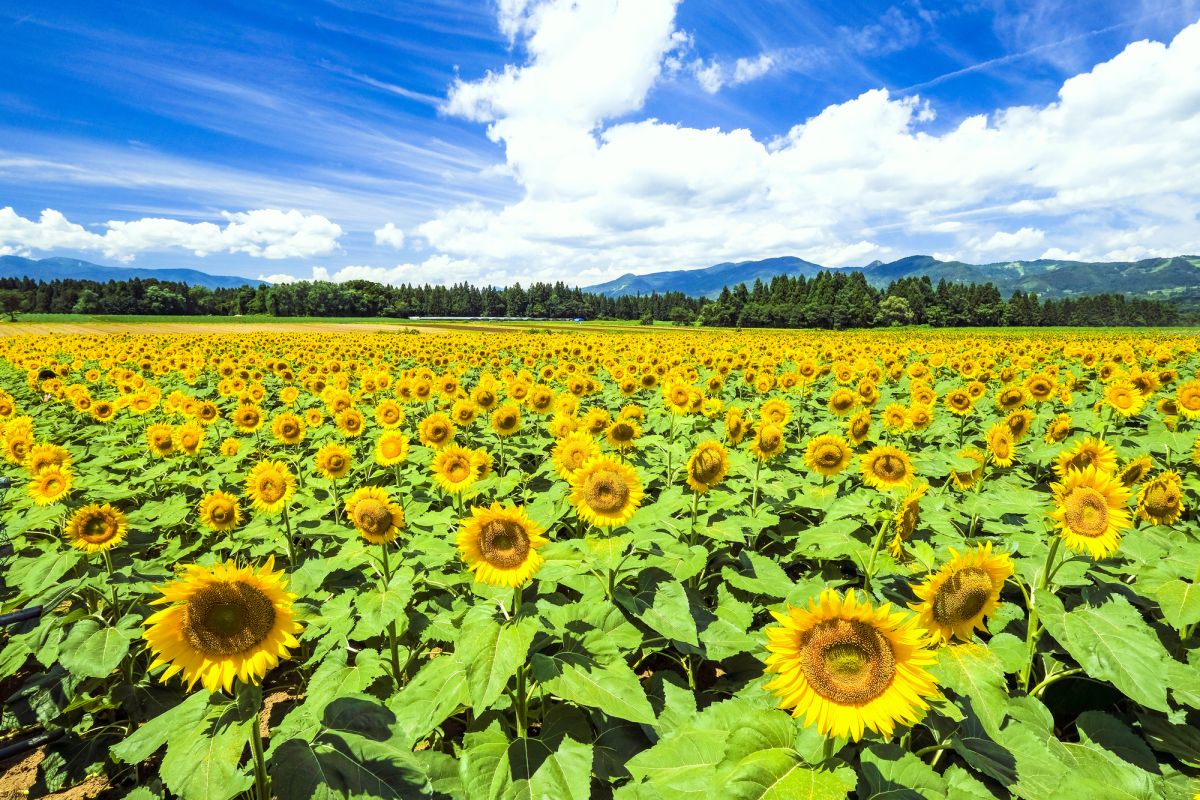 Admire Japan’s Colorful, Seasonal Flowers!